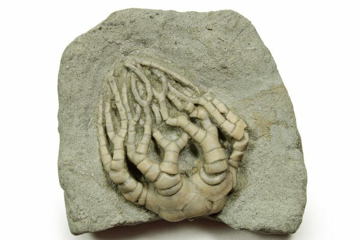 Fossil Crinoid (Cyathocrinites) - Crawfordsville, Indiana #371593
